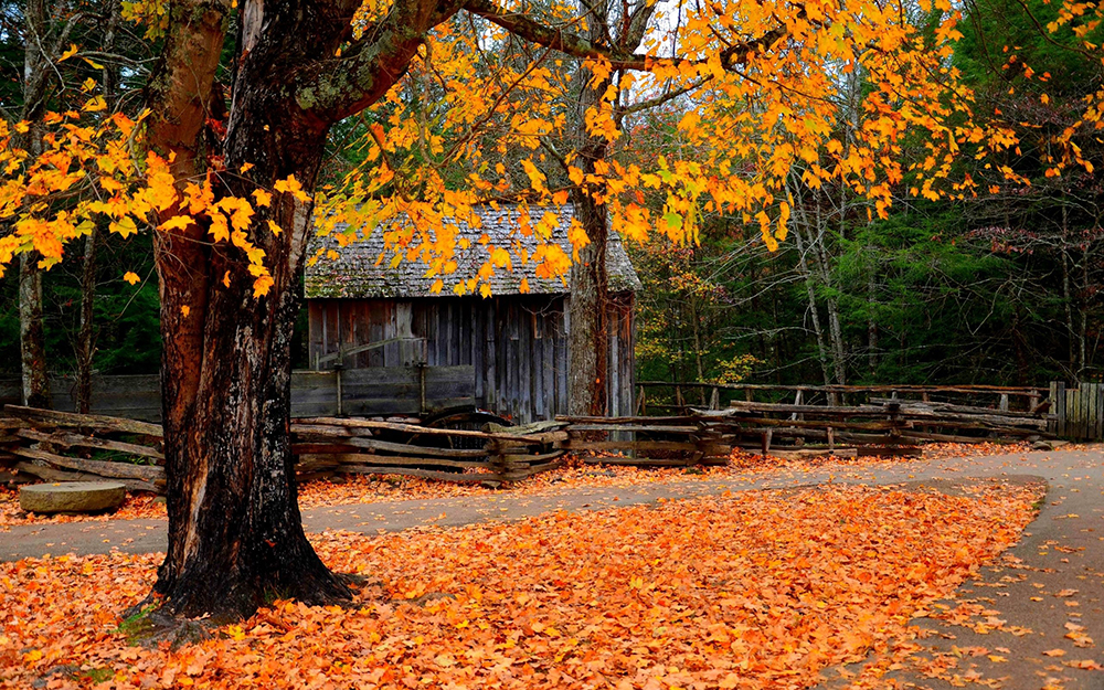 fallen leaves